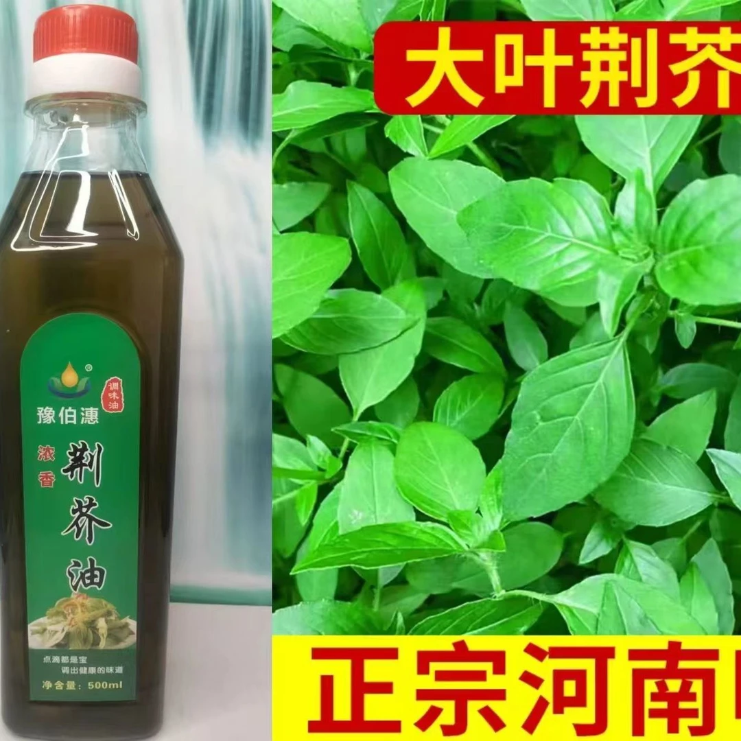 （河南特产）荆芥油压榨高浓缩浓香调味荆芥油凉拌菜健康厂家直营