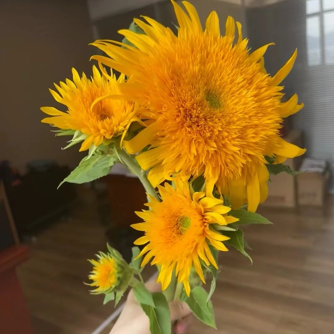 【胖虎花卉】基地泰迪向日葵（一单陆运任意两单发空运）
