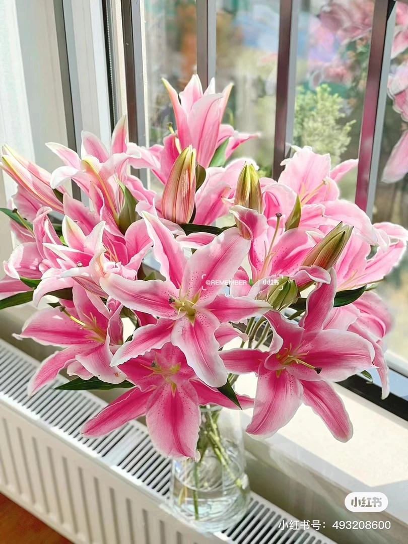 【胖虎花卉】马龙百合 全场两单免费升级空运