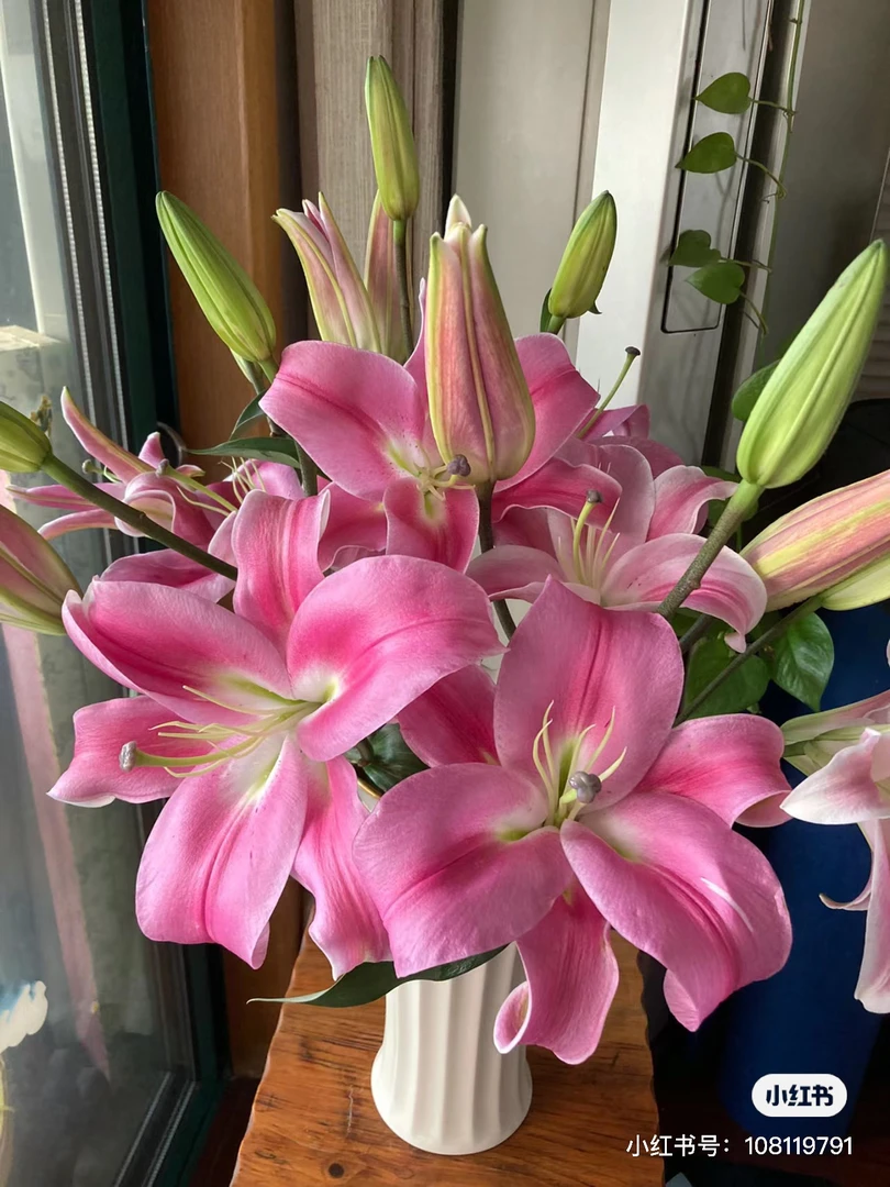 【胖虎花卉】罗宾百合 全场两单免费升级空运