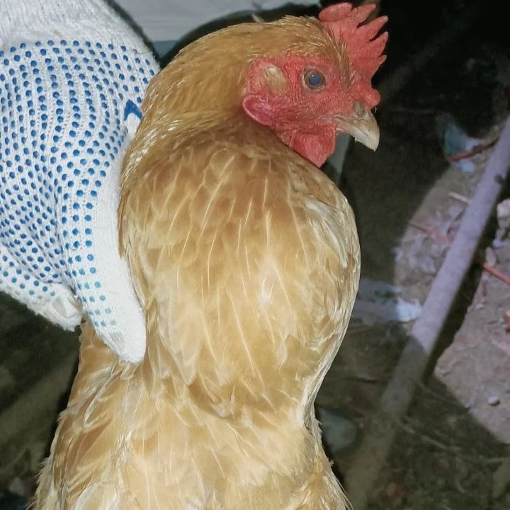 寿县农家隔年头老母鸡月子鸡整只鸡净重3.2斤左右（含心肝肫肠）