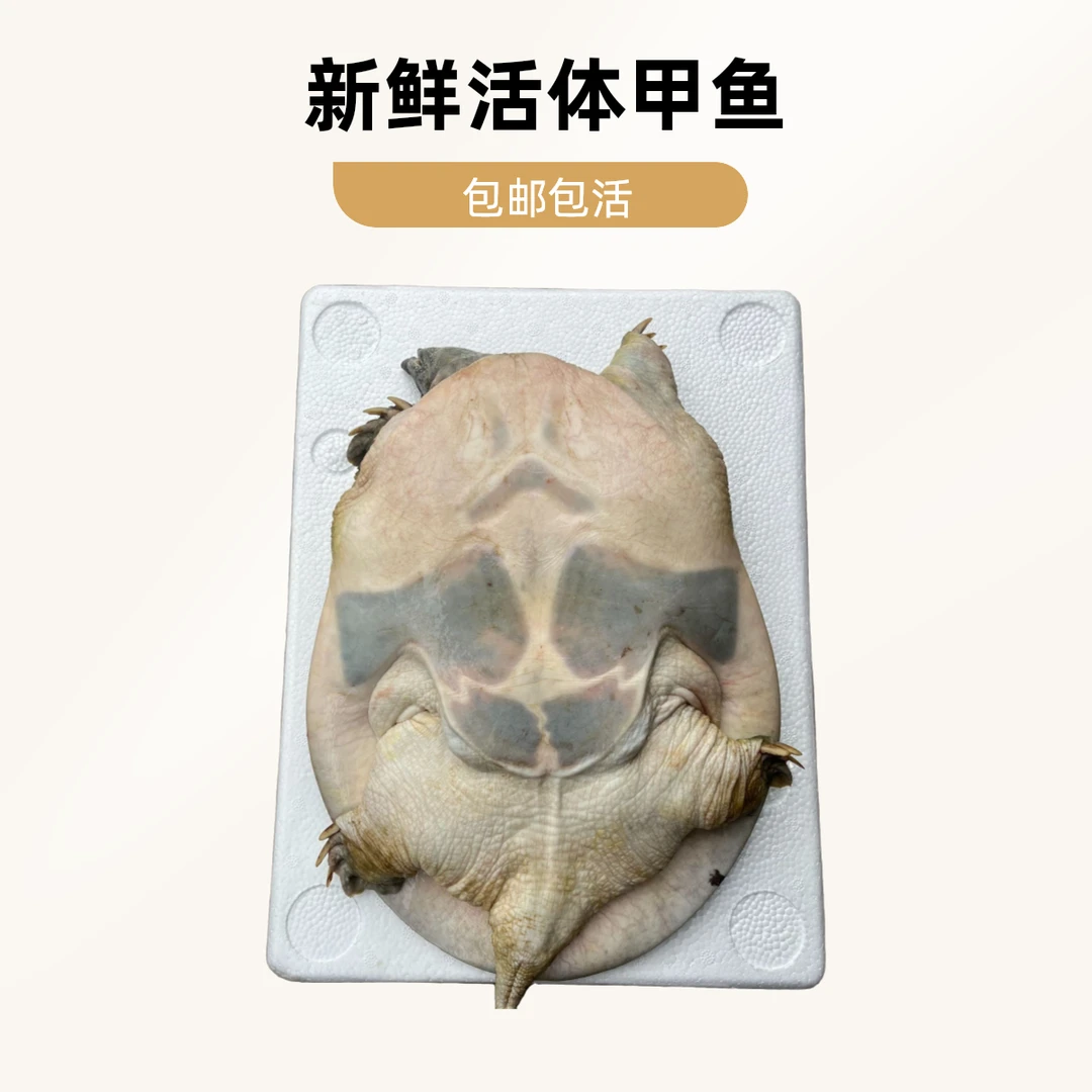 南丰生态外塘十年老甲鱼  微瑕疵