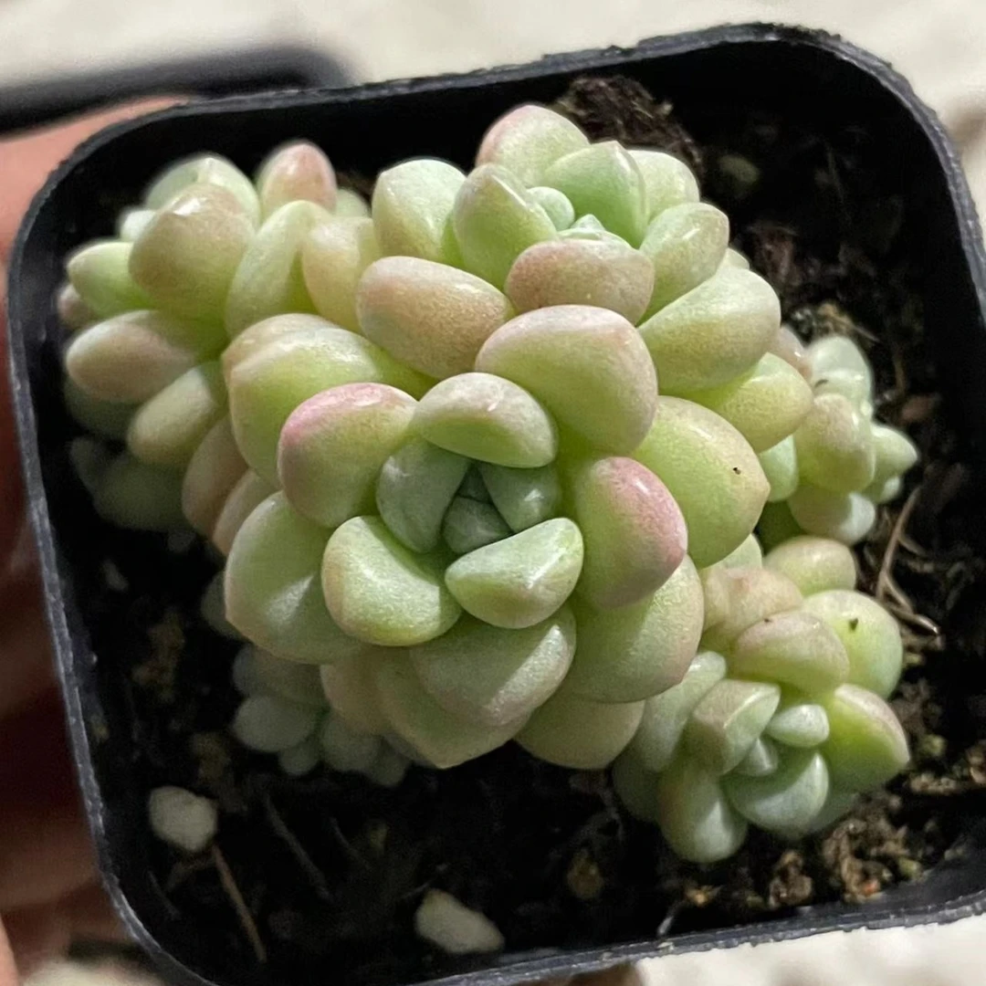 黑方泡泡糖【凑单满18发货】多肉植物