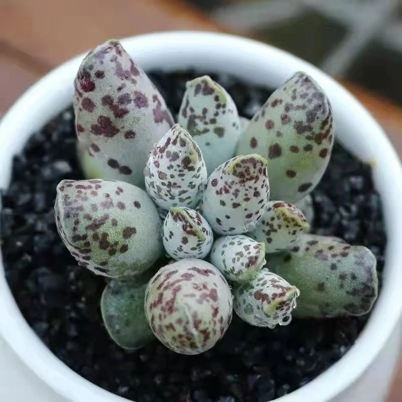 2盆黑方海豹 【凑满18元发货】多肉植物