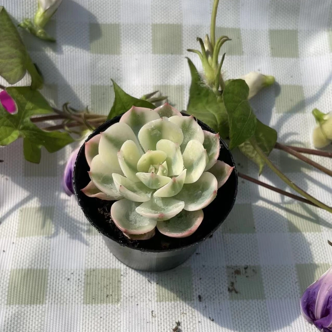 拇指盆精控玉蝶锦 多肉植物【凑单满18元发货】