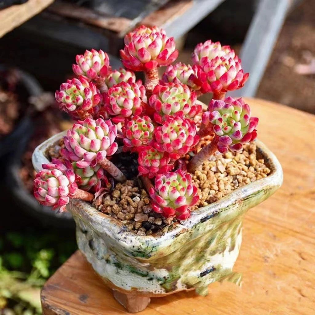 老桩蓝苹果【凑单满18发货】多肉植物
