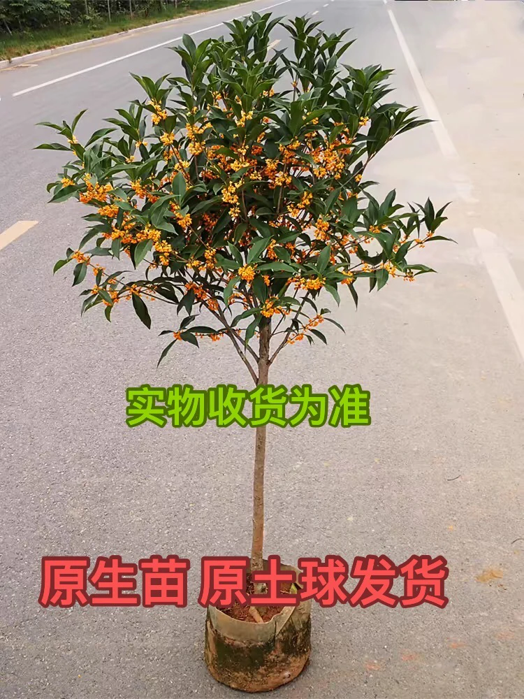 原生桂花 原土球发货 盆栽 地栽