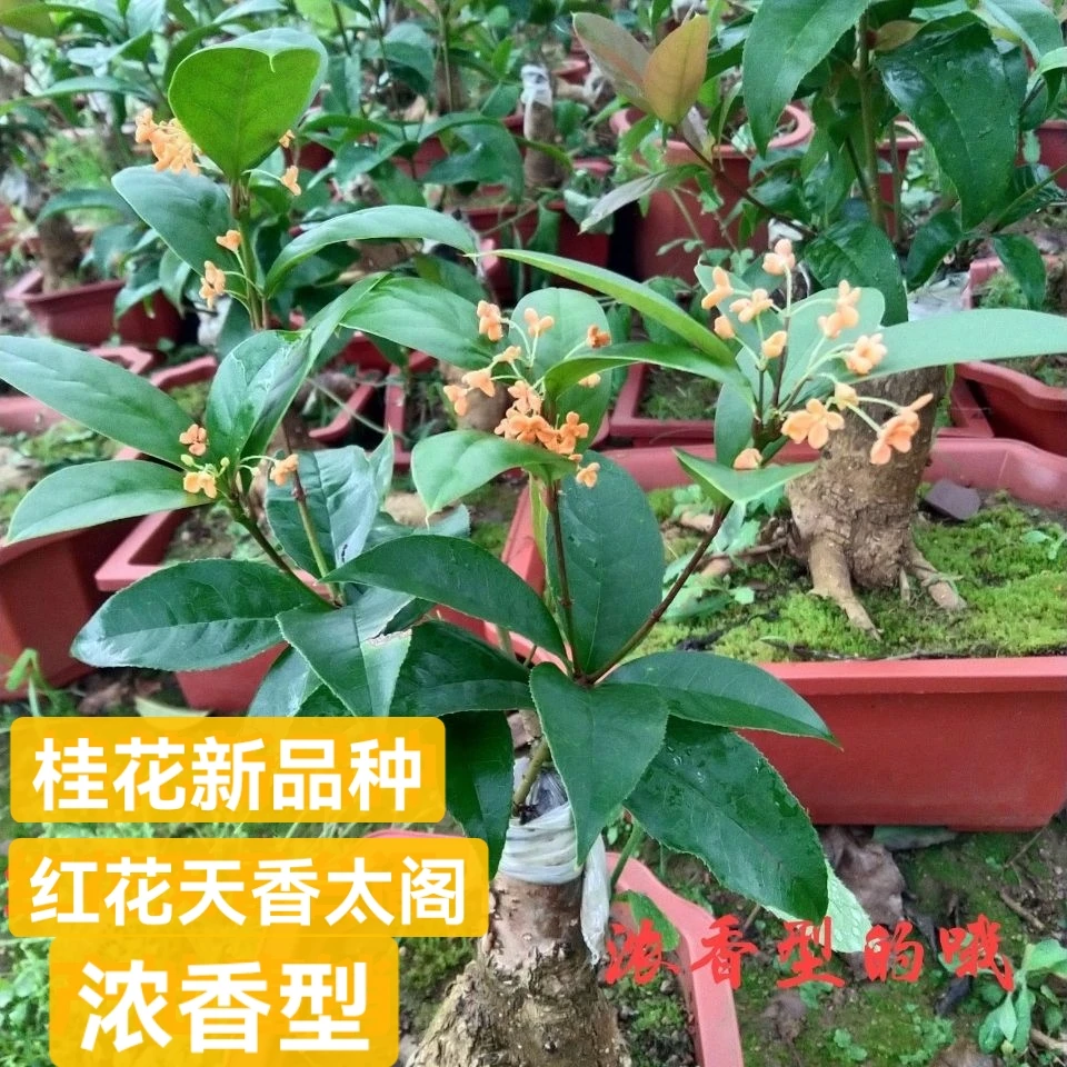 桂花新品种红花天香台阁四季桂花期在（ 全年开花）开花特漂亮