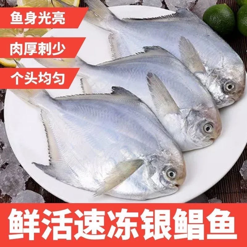 【小七优选】连云港野生海捕银鲳鱼 新鲜海鲜急冻锁鲜 400g/包*8包