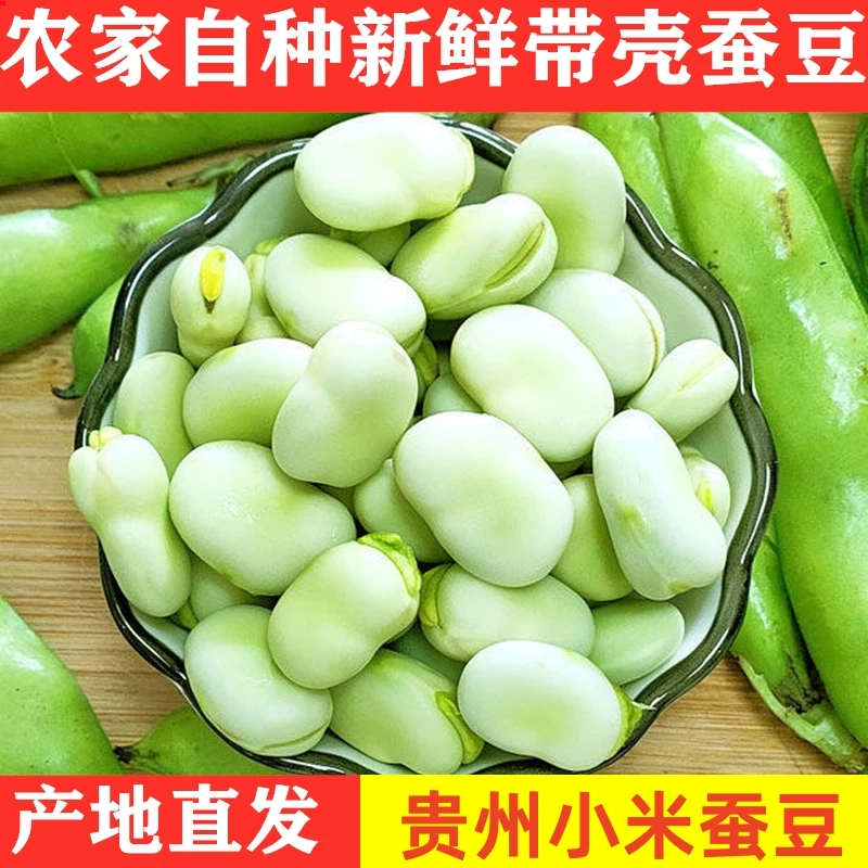 23年贵州蚕豆青蚕豆带壳胡豆嫩蚕豆新鲜3/5/9斤豌豆兰花豆佛南豆