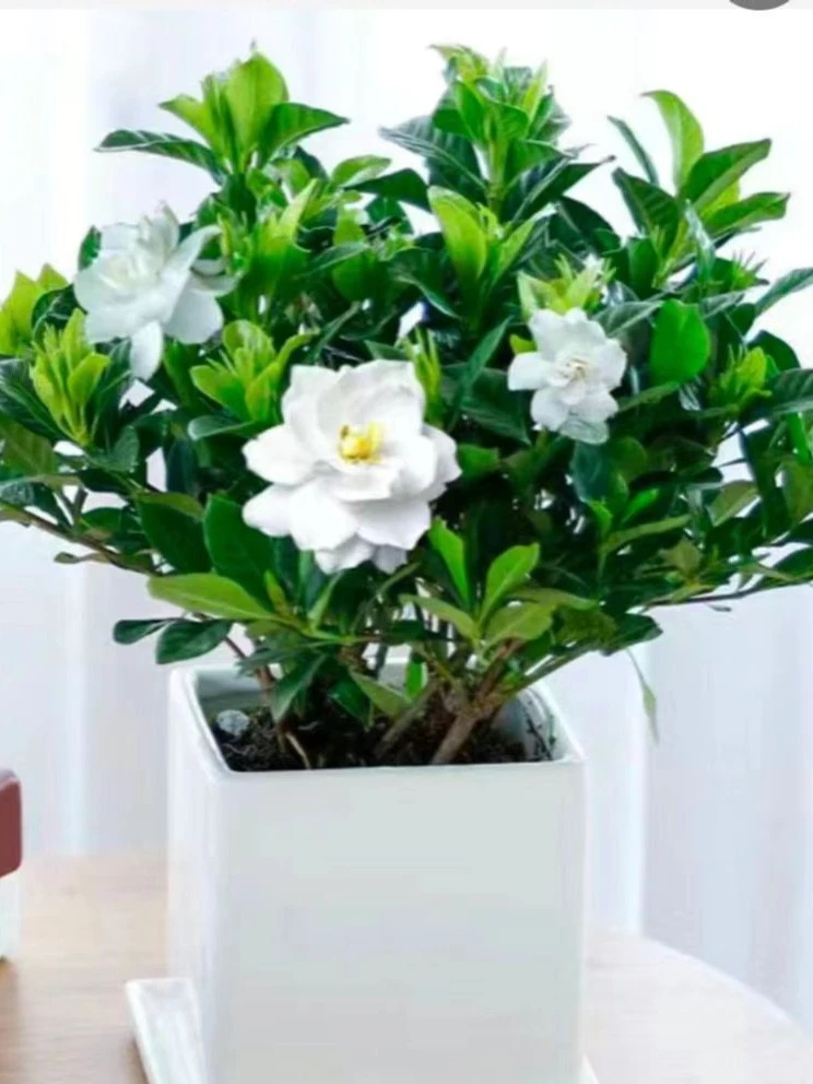 四季绿植土培盆栽