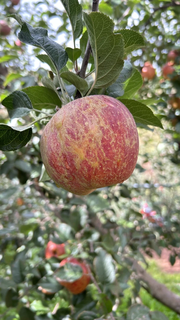 【京东快递】正宗大凉山红富士口感好吃应季新鲜水果净重5斤8斤