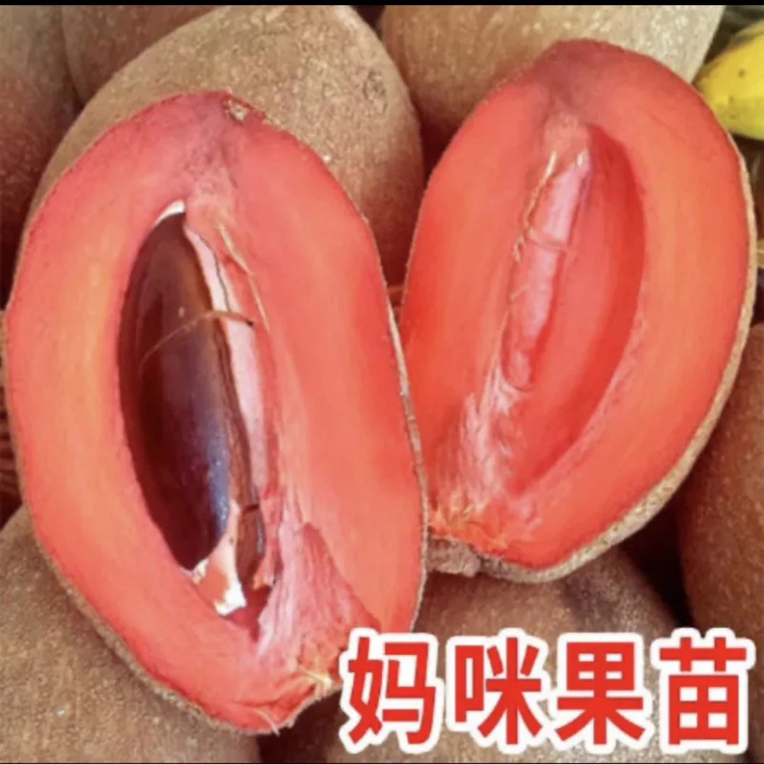马梅果➕配控根器及龙盆一套/一物一拍小曾哥绿推