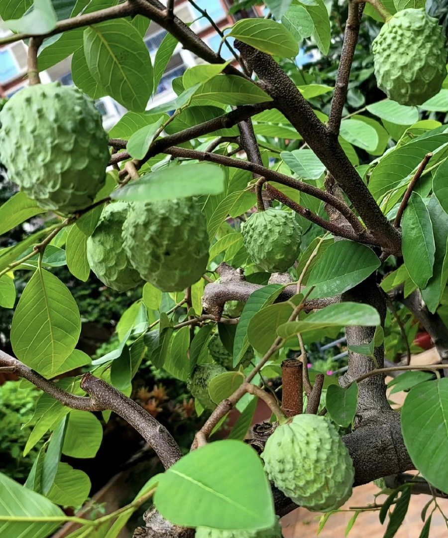释迦果苗/一物一拍/小曾哥绿推