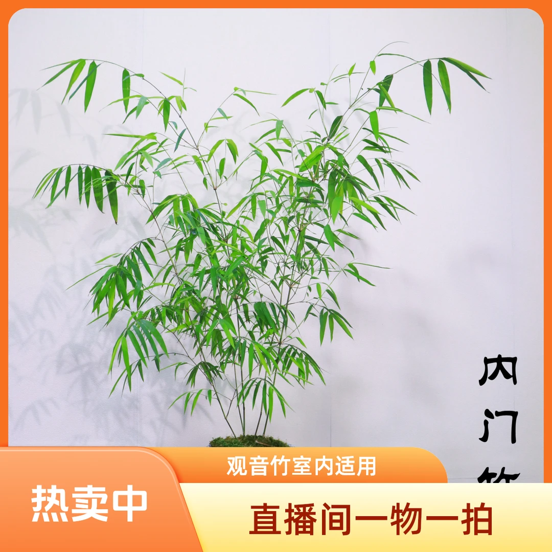 内门竹红观音竹红寒竹紫寒竹室内阳台盆景绿植观赏观音竹一物一拍