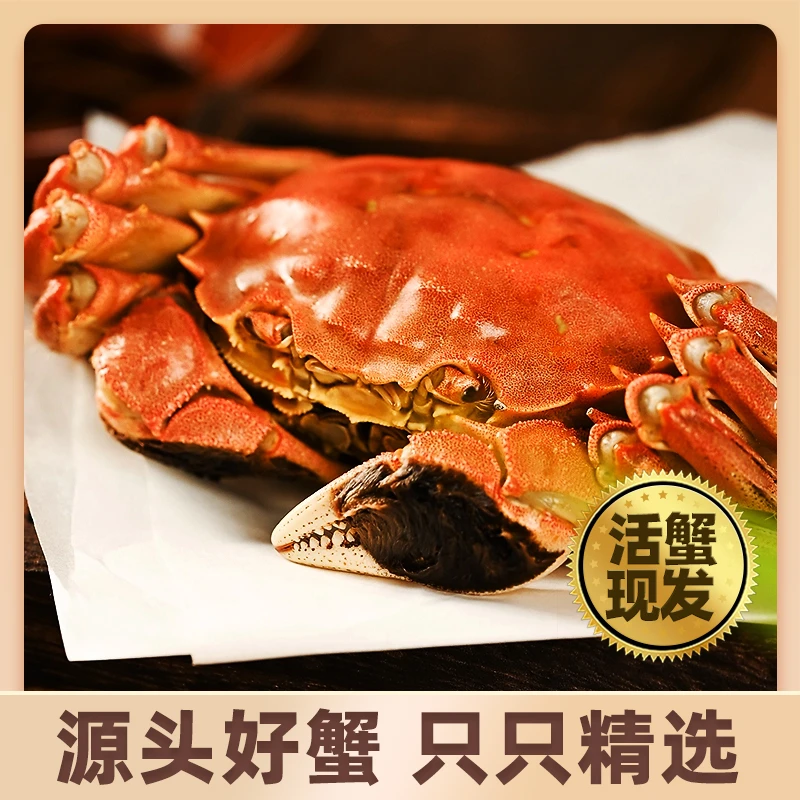 【活蟹】苏州精品全公大闸蟹4两8只鲜活大闸蟹礼盒装