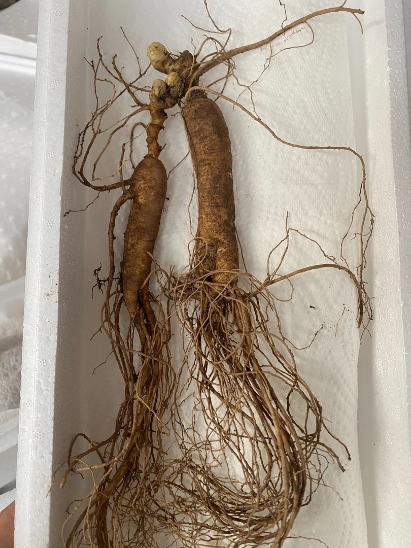 东北鲜人参 2根80g＋ 宽甸特产  顺丰包邮