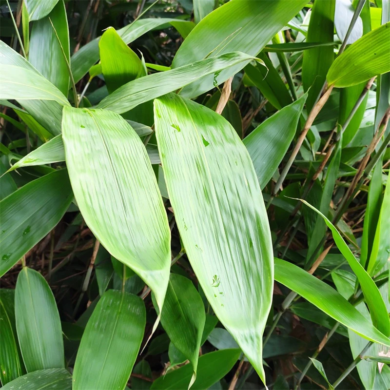 粽叶苗大叶箬竹苗包粽子竹叶苗四季常青盆栽地栽庭院粽子叶子苗