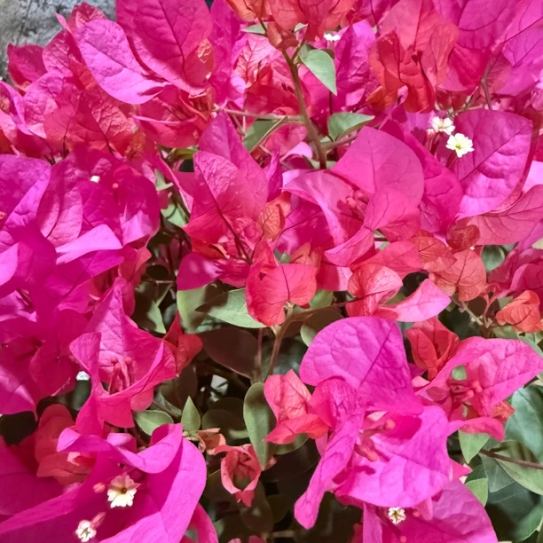 三角梅/一物一拍品种齐全 家庭阳台庭院花卉绿植盆栽