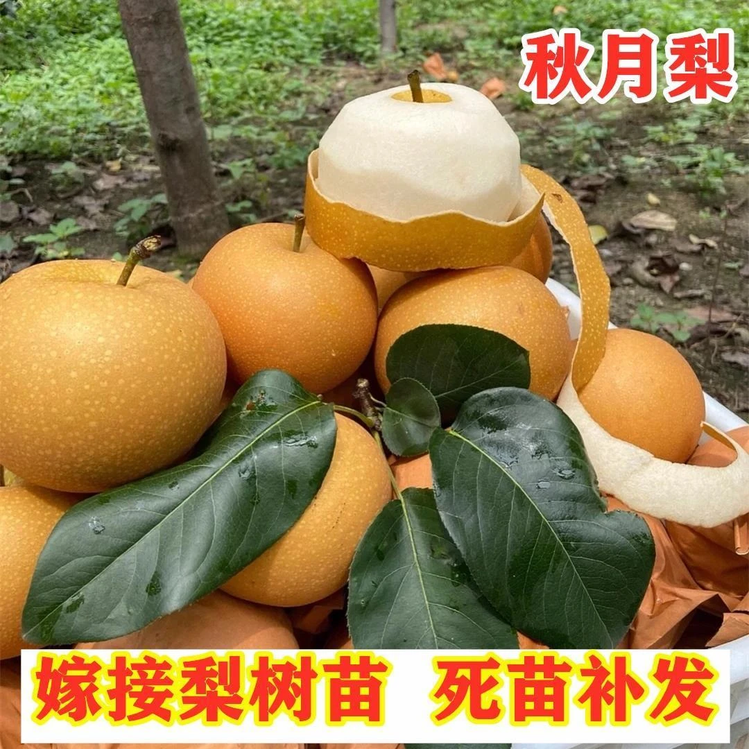 3年苗买一送一秋月梨树苗嫁接特大晚熟酥梨树苗南北方盆栽地栽