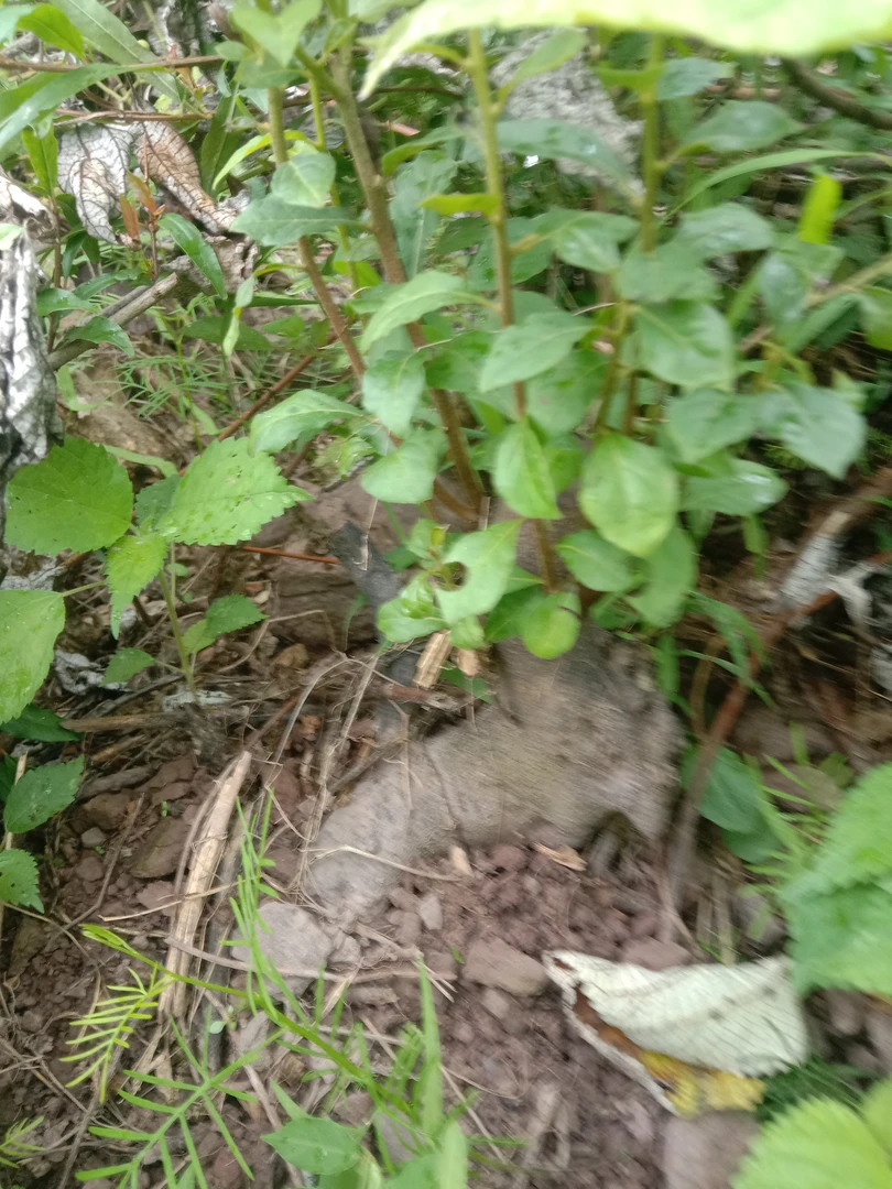 老鸦柿盆景素材榆树