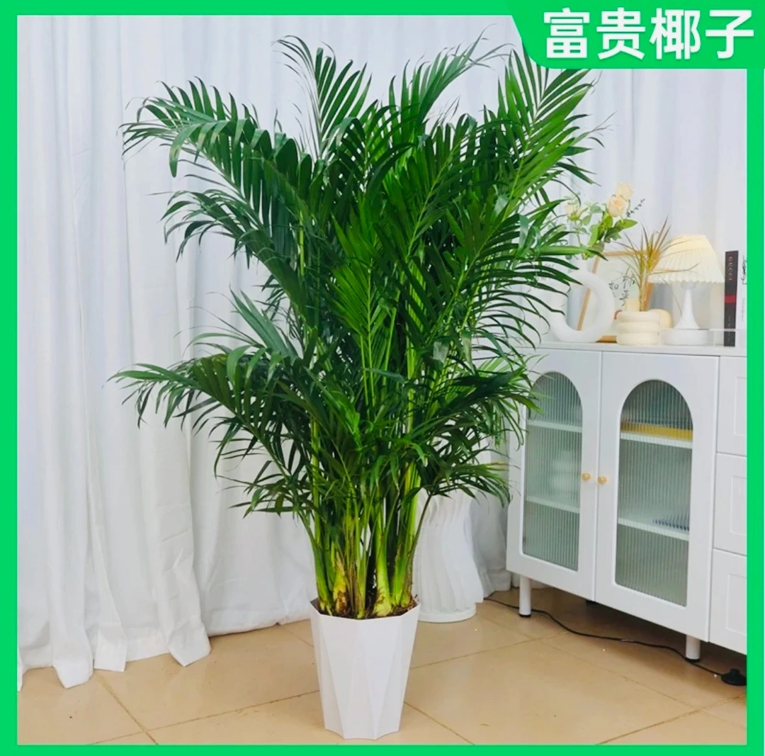 【富贵椰子】1.5米室内家居大型落地清新绿植散尾葵好养护净化空气