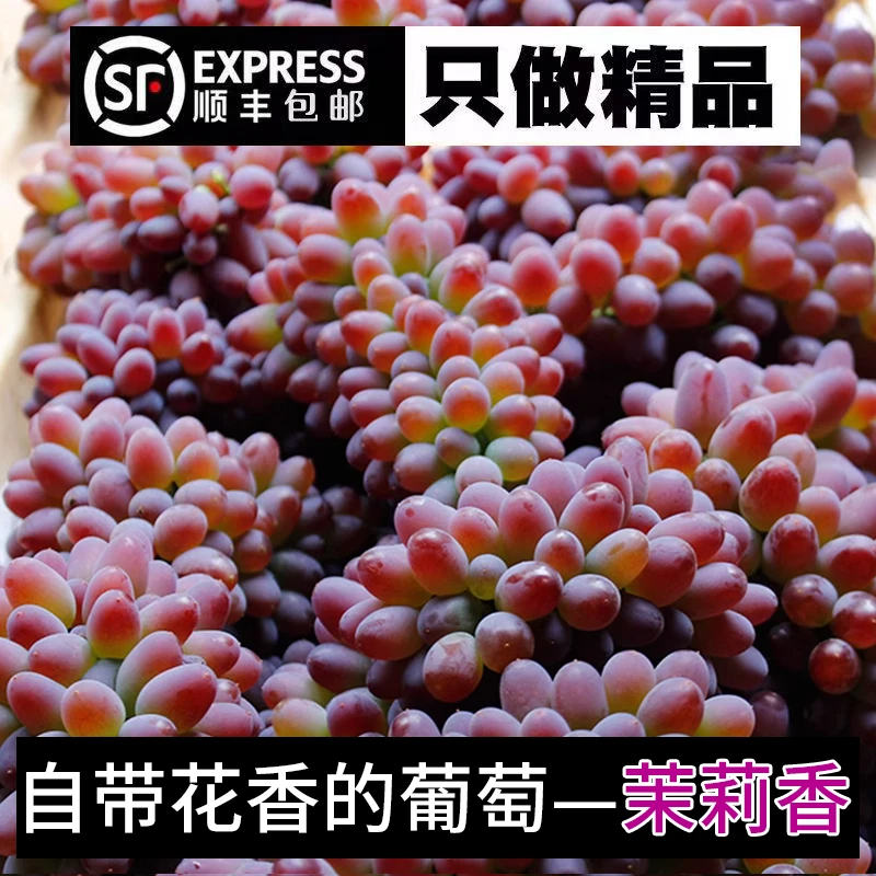 【顺丰包邮】现摘茉莉香葡萄新鲜水果香味郁金香葡萄无籽葡萄3/4斤