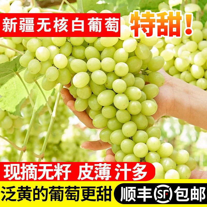 【顺丰包邮】现摘无核白葡萄新鲜水果无籽正宗马奶提子5斤