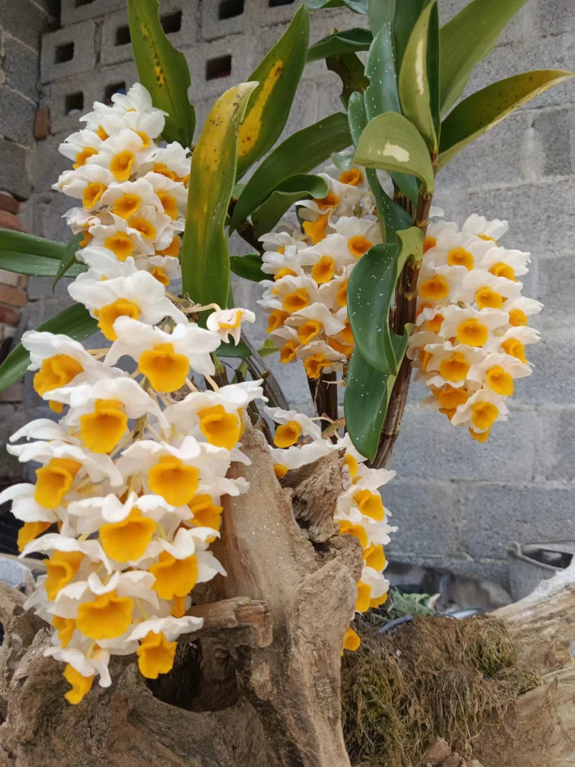 球花石斛（大山深处一份子）花量大可吃可观赏易养活