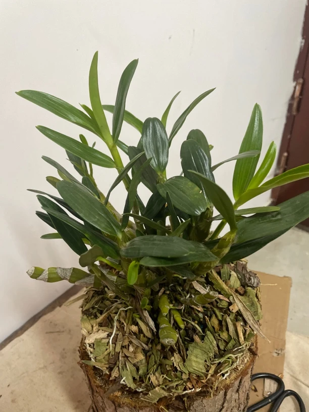 金钗石斛精品木桩种植