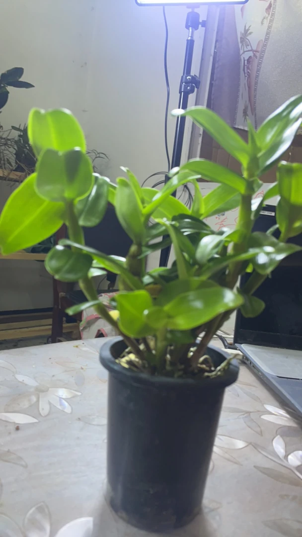 春石斛（素花）春夏，开花、花朵朵洁白无瑕清香幼人根多好养活