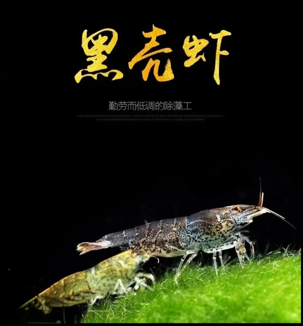 水族观赏鱼观赏虾黑壳虾除藻虾活体饲料好养易活