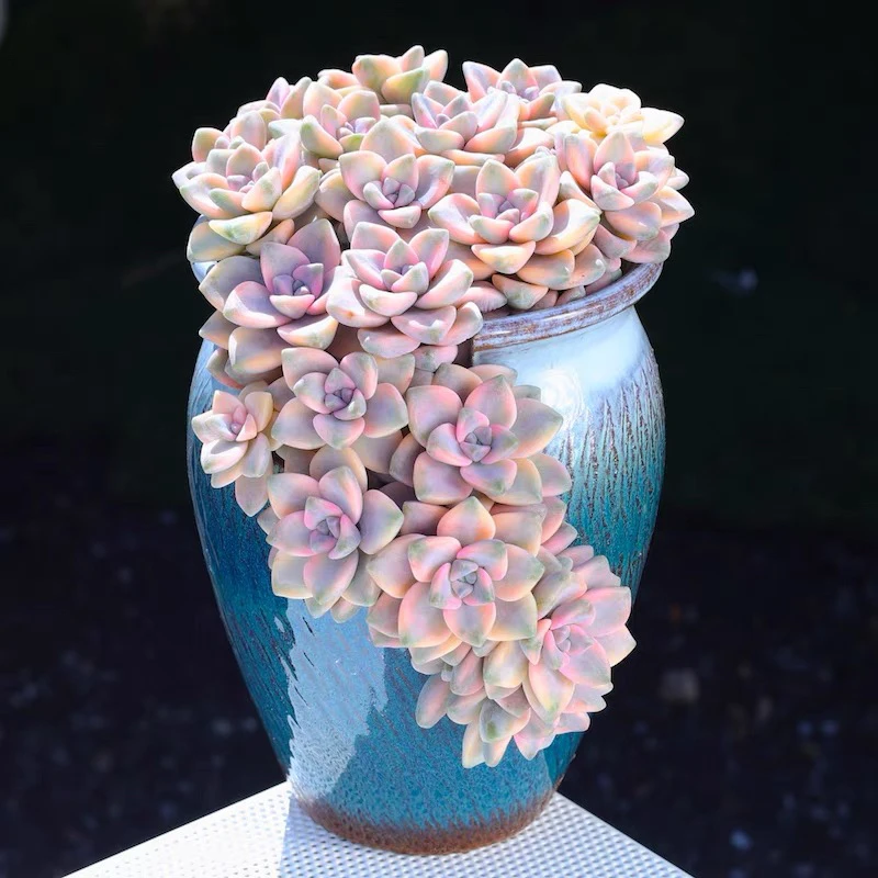 ［满15元包邮］美杏锦多肉