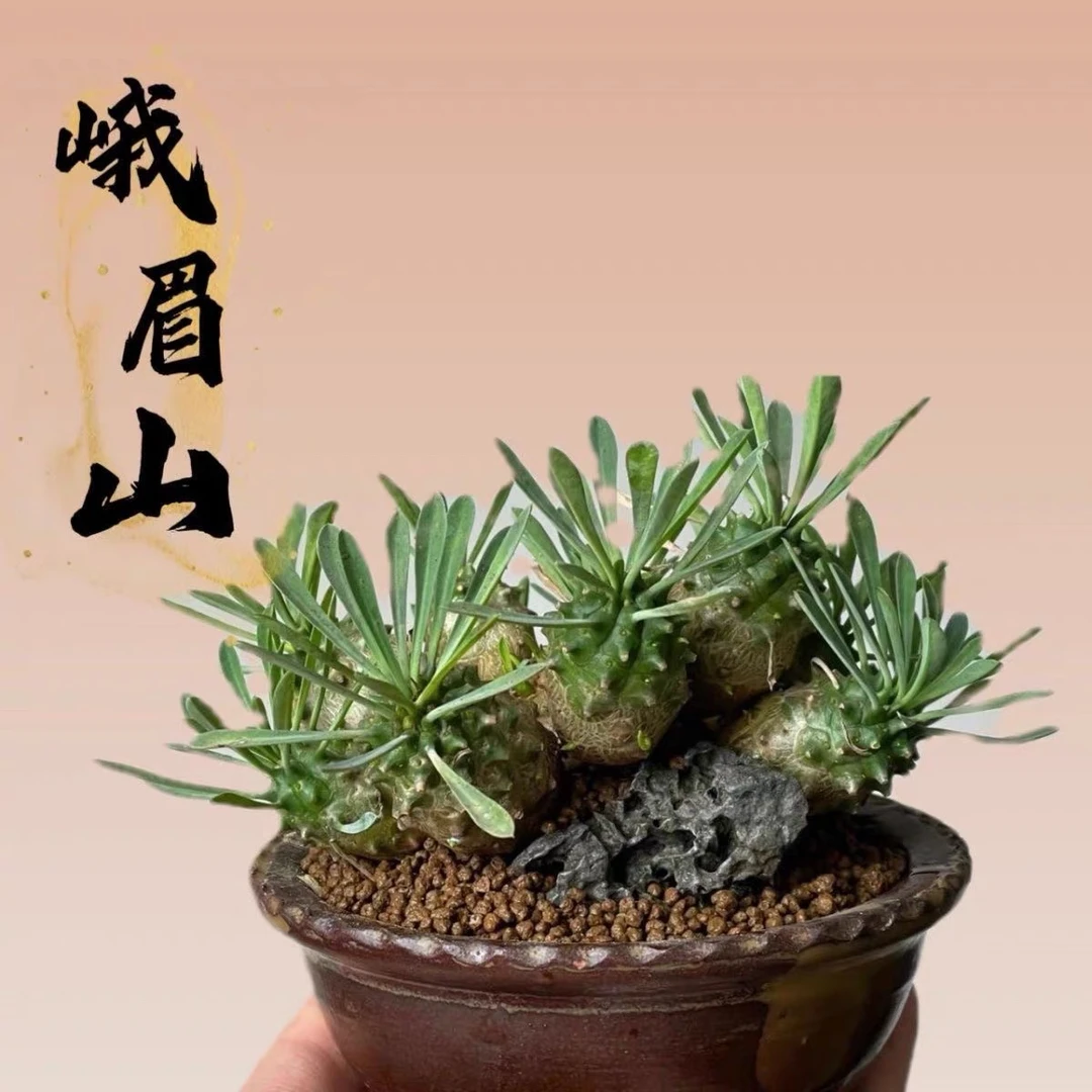 ［满15元包邮］峨眉山大群-以直播间为准