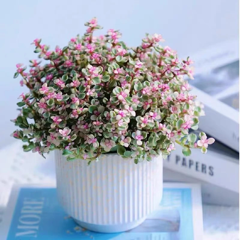 【满15元包邮】雅乐之舞多肉