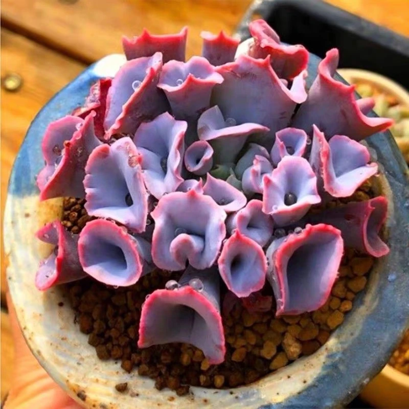 【满15元包邮】魔笛多肉