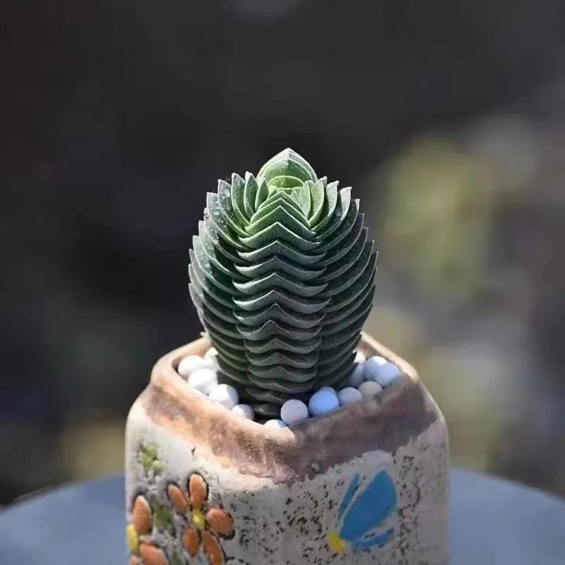 【满15元包邮】方塔多肉