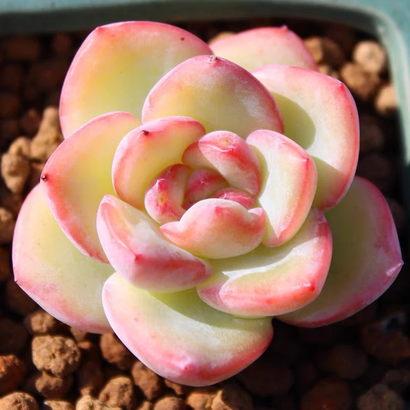 【满15元包邮】奶油泡芙