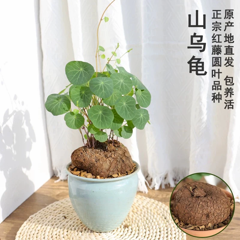 （一颗包邮）山乌龟金钱龟爬藤多肉植物 吸甲醛防辐射室内植物