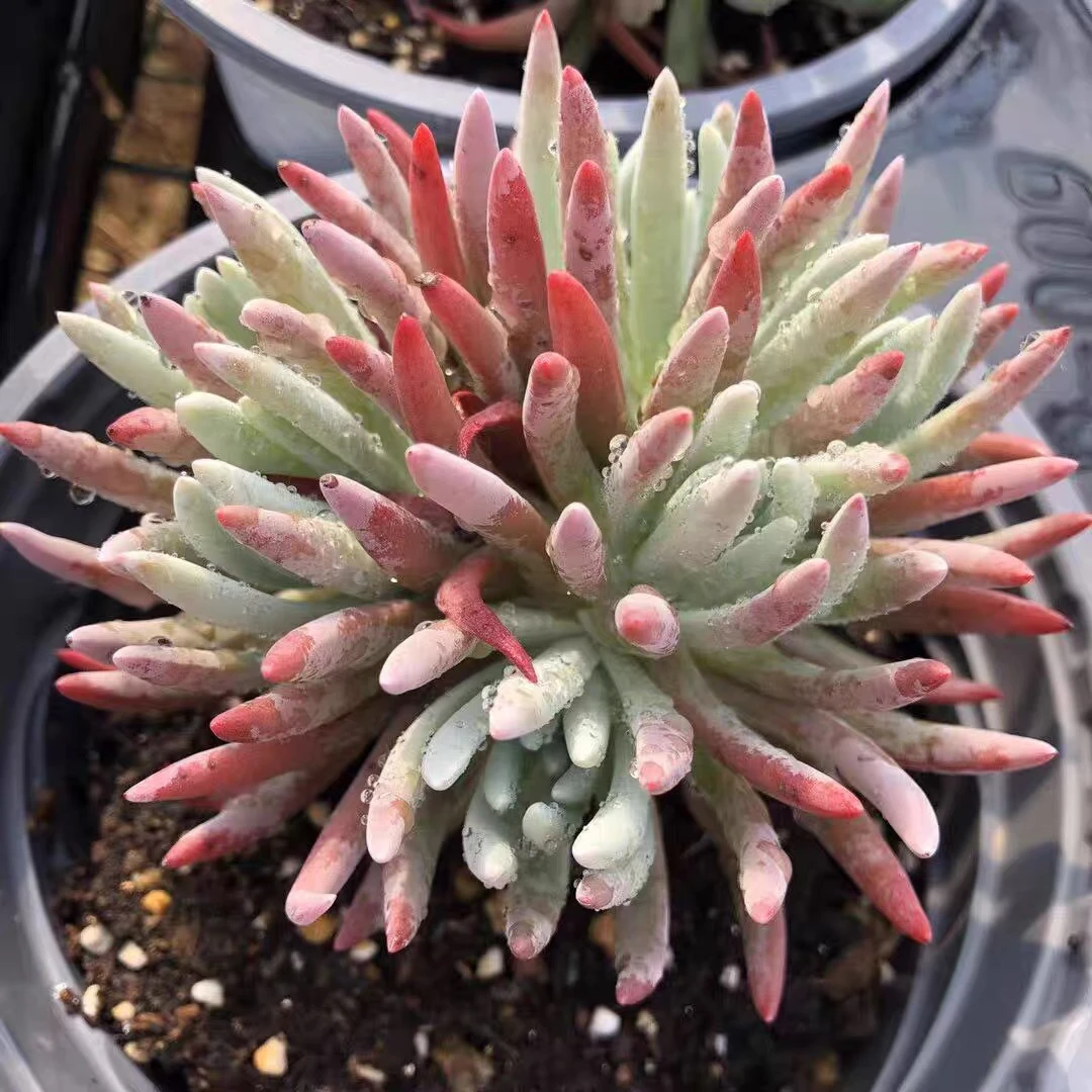 ［满15元包邮稀有品种艾杜纱 爱杜丽斯多肉