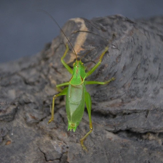 新脱扎嘴挑选大号鼓翅扎嘴吉尔姐儿绿扎嘴