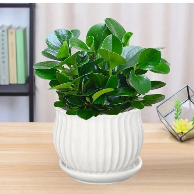 豆瓣绿盆栽 碧玉植物四季常青 办公室桌面绿植 好养盆栽植物