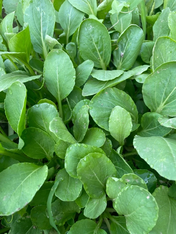 自家农场种植的蔬菜 3斤（29.9）小油菜 樱桃小萝卜 生菜 各一斤新鲜