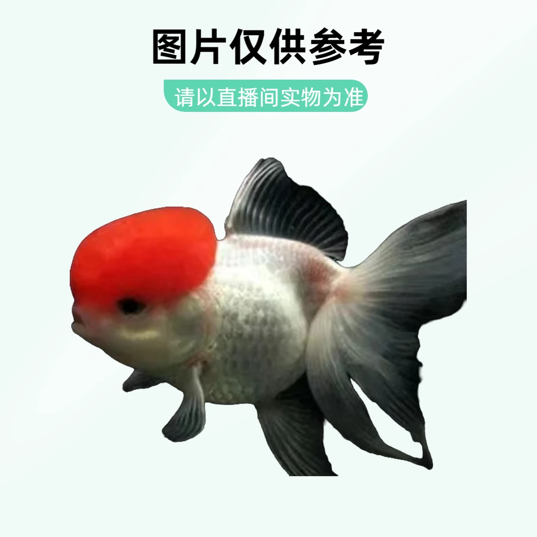 直播链接 售后以开箱视频为准 无视频视无损