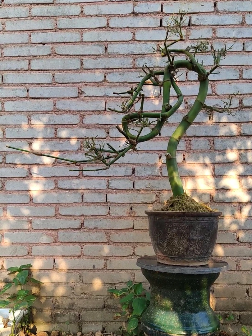 小叶簕竹精品盆景 茶室绿植 空间美学花卉盆栽