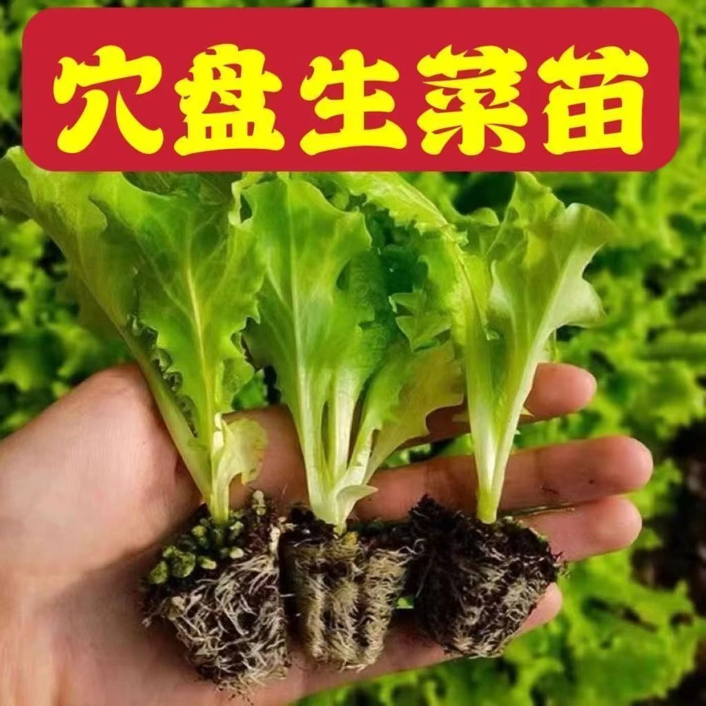耐寒生菜苗秧苗大叶速生四季生菜幼苗抗秋冬