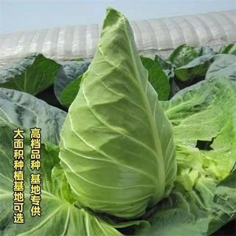 牛心甘甘蓝优质紫甘蓝苗秋冬季耐寒蔬菜秧苗阳台种植包菜卷