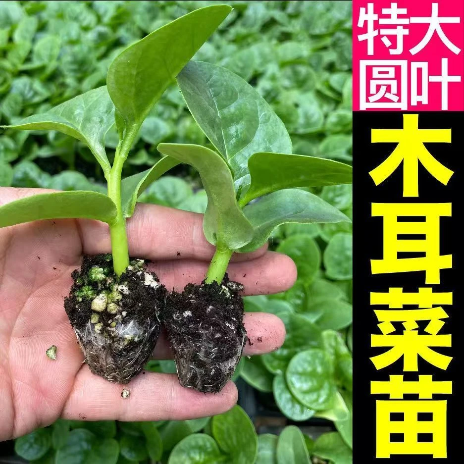 厚肉大叶木耳菜四季盆栽阳台庭院蔬菜苗