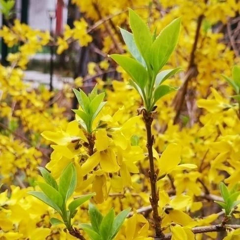 连翘花苗室外耐冻耐寒花卉天台露台耐热中药材连翘花盆栽丛生观赏