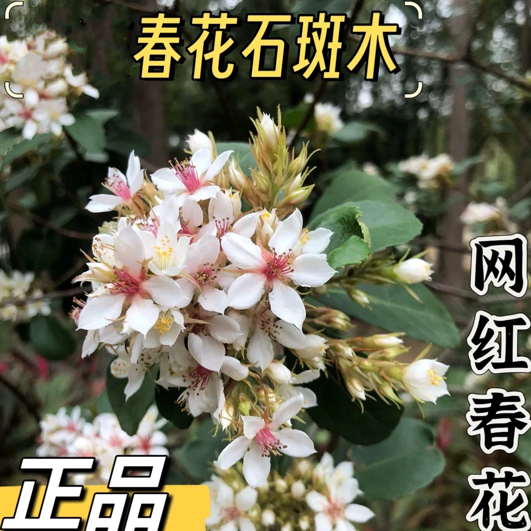 春花树苗车轮梅苗石斑木树苗造型绿植盆景庭院阳台当年开花常绿